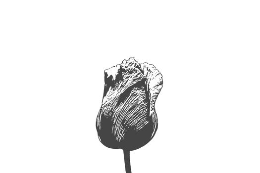 Closed bud of poppy in the middle of the picture. Black and white