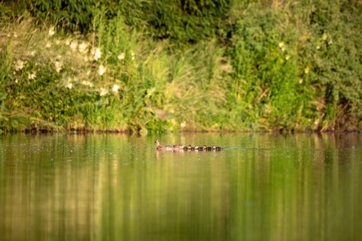 wild bird duck mallard with ducklings swimming across the pond, anas platyrhynchos, family in golden sunset color on spring pond. Czech Republic, Europe wildlife