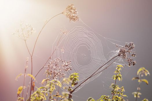 Close-up of a cobweb, spider web in sun, idyllic landscape and fog during sunrise in the morning