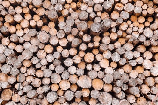 Piled logs of harvested wood timber next to forest. Czech Republic Bark beetle attack calamity deforestation, European landscape