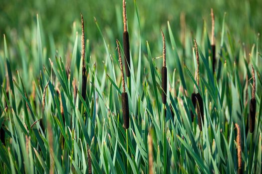 reeds at the pond in summer with Typha angustifolia (also lesser bulrush, narrowleaf cattail or lesser reedmace)