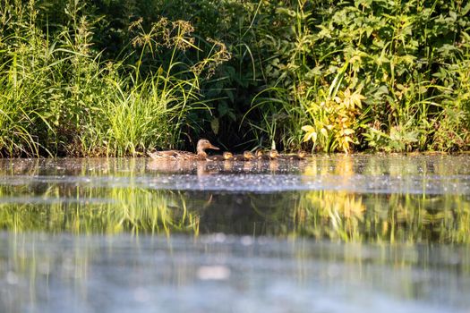 wild bird duck mallard with ducklings swimming across the pond, anas platyrhynchos, family in golden sunset color on spring pond. Czech Republic, Europe wildlife