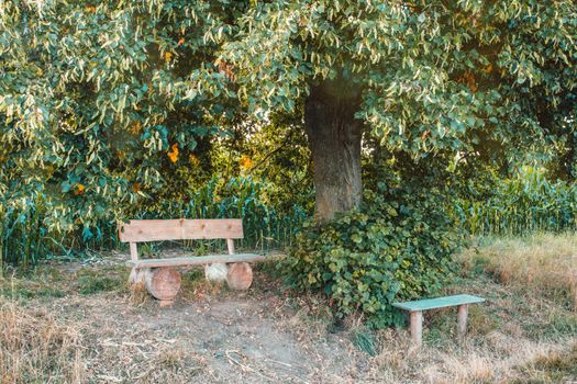 Small wooden bench, resting place under the tree on rural countryside. Czech Republic Vysocina, Highland