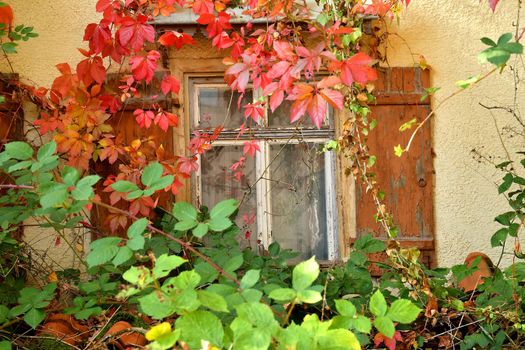 window of an old house overgrown with wild wine