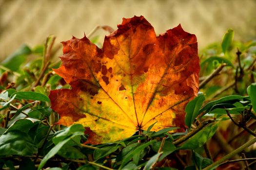 autumnal colored maple leaf in backlit on a green bush