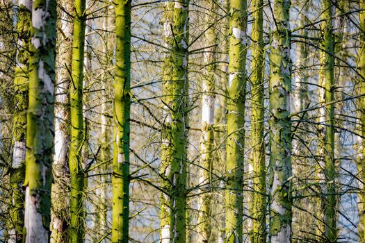 Spruce Trunks In A Mossy Forest, bark covered by lichen, Czech Republic Highland, Europe