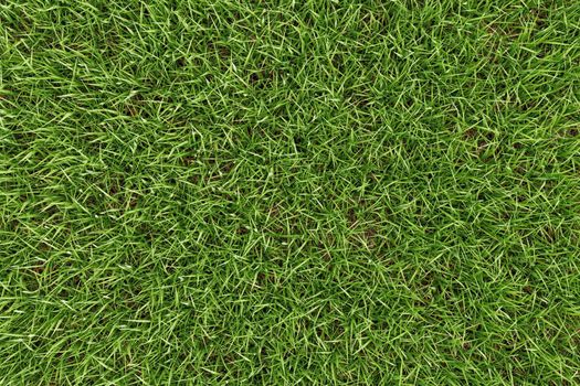 Closeup green grass texture background. Nature and environment backdrop concept. 3D illustration rendering