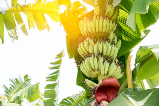 Raw Banana fruit with banana leaves in nature, fruit or food concept, environment concept