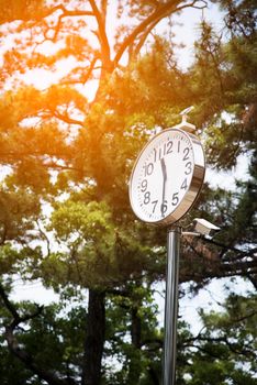 Clock with solar cells and motion camera in the nature, technology concept, safety and security concept