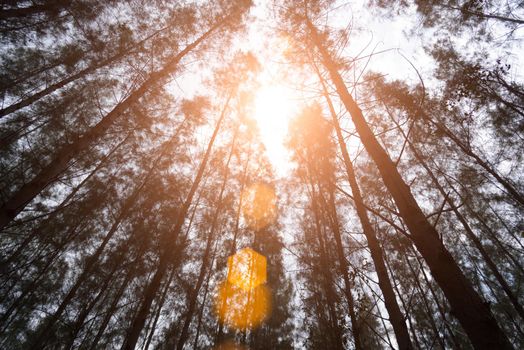 Pine woods with sun light flare. Green forest. Under view angle. Landscape and Nature concept. Environment and attraction theme.