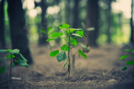 Close up of little plant glowing up in forest. Beginning of Life concept. Nature and Landscape theme.