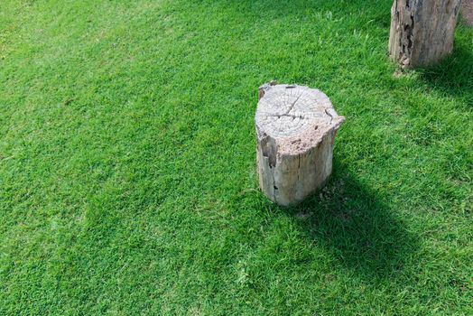Cut tree on green grass field. Stump background with copy space. Nature and Environment concept. World saving and energy saving theme.