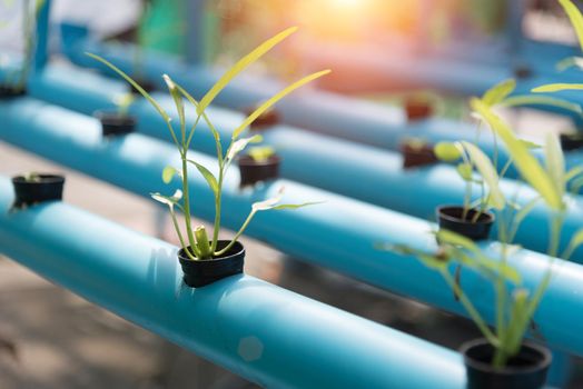 Vegetables Hydroponics farming in farmland background. Organic food and Healthy concept. New technology and Modern agriculture. Smart farming theme. Nature and Environment theme.