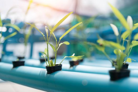 Vegetables Hydroponics farming in farmland background. Organic food and Healthy concept. New technology and Modern agriculture. Smart farming theme. Nature and Environment theme.