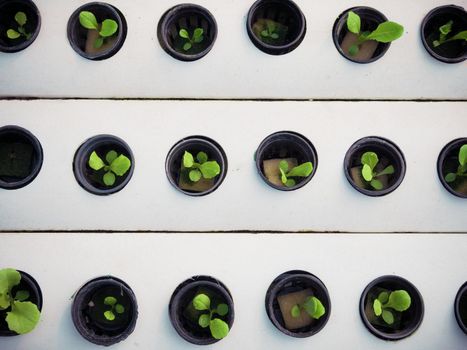 Little plant in black pot. Green plant in Hydroponics farm. Agriculture and Business concept.