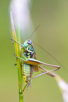 insect Roesel's Bush-cricket (Metrioptera roeselii) perched on a green grass leaf. Czech Republic, Europe wildlife