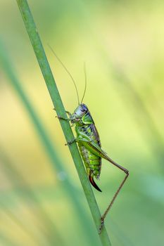 insect Roesel's Bush-cricket (Metrioptera roeselii) perched on a green grass leaf. Czech Republic, Europe wildlife