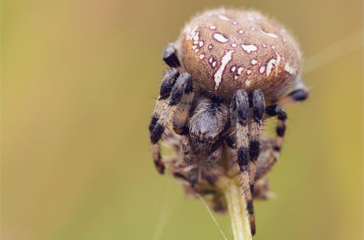forest cross spider sitting on grass, Araneus diadematus, Europe, Czech Republic wildlife