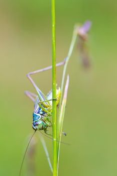 insect Roesel's Bush-cricket (Metrioptera roeselii) perched on a green grass leaf. Czech Republic, Europe wildlife