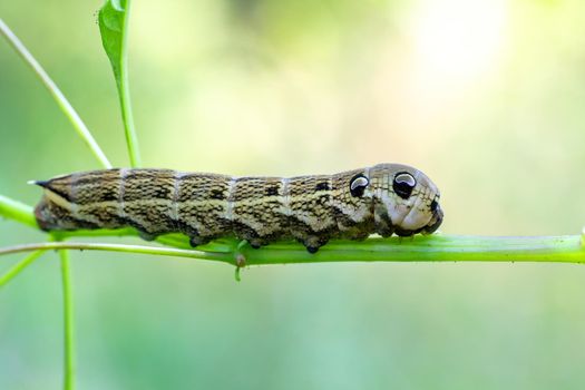 large caterpillars of Deilephila elpenor (elephant hawk moth), Czech Republic , Europe wildlife