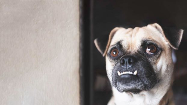Pug dog looking up and waiting for owner coming home after working with white wall background at home. Lovely pet and cute dog. Best friend of human concept. Overbite and big eyes funny face dog theme