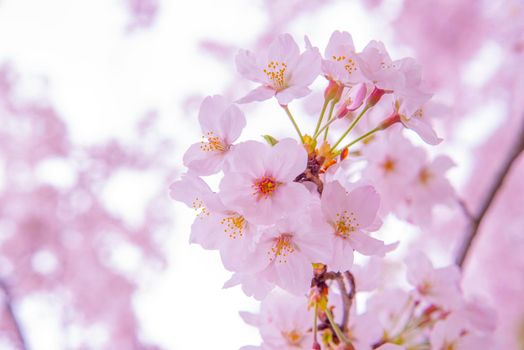 Pink Cherry Blossom Sakura, low clarity, Beautiful of japan flower, vintage tone