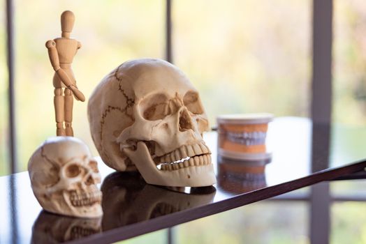 Skull skeleton on shelf in laboratory room at school. Science and object concept. Education and Anatomy learning.