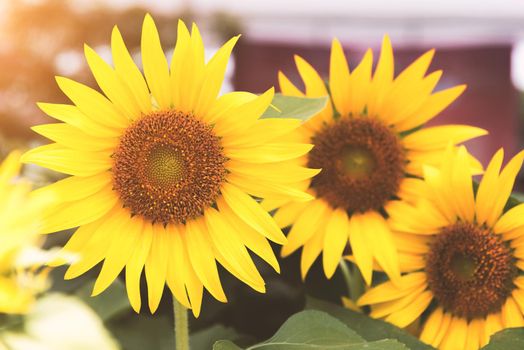 Group of Sunflowers in nature. Flower and flora concept.