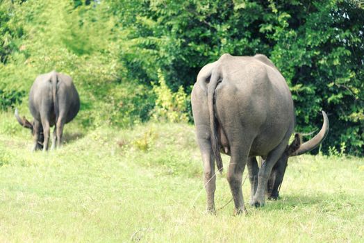 Herd of buffaloes eating at green grass field. Animal and natural concept