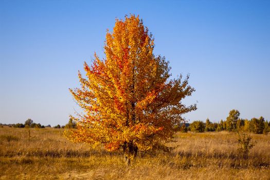 Lonely beautiful autumn tree. Autumn landscape. High quality photo