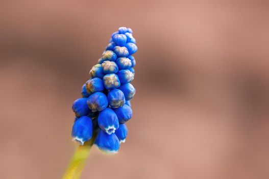 a strong blue grape hyacinth bloom in the morning light