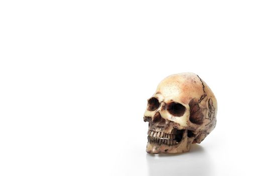 Cracked Skeleton head bone or skull on the white background and copy space for text, Deadman concept, Dangerous concept, Education for Anatomy Science subject in school