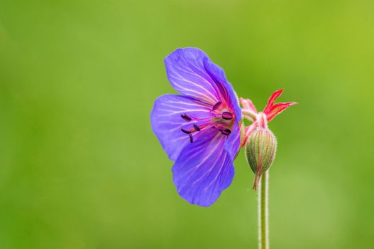 a purple cranesbill flowers in a meadow