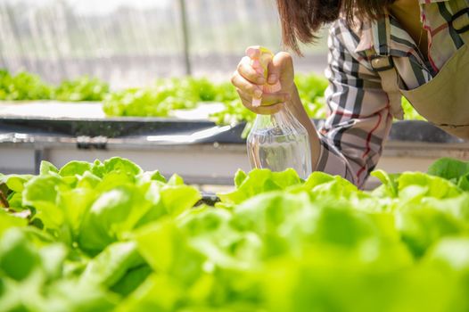 Closeup of foggy water spray bottle in female farmer hand spraying to sprout hydroponics vegetable in greenhouse nursery background. Business agriculture and cultivation farming concept. Organic food