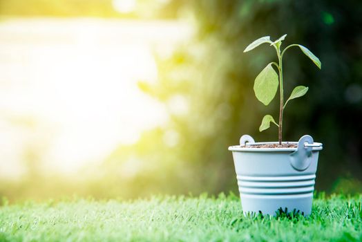 Little Green Plant in white basket on the grass field in Nature outdoor, Environment concept, World saving concept