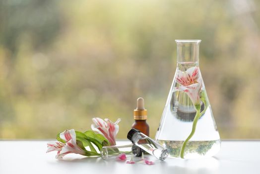 Freesia flower spa treatments on white wooden table. Healthcare and body therapy massage relaxation concept. Beauty and Healthy theme. Pure natural extract and Medical theme.