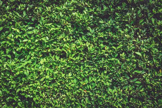 Green wall nature plant background. Tree Texture and Wallpaper concept. Dark tone of natural power. Low key of organic foliage. Full blank copy space