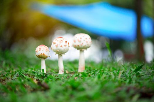 Puffball mushrooms growing on green grass in the forest after the raining. beautiful bokeh and natural light from the sunshine. Natural environment growing concept background. Selective focus
