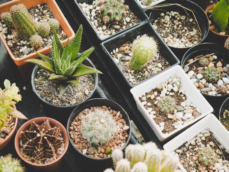 Various of cactus plant in farmland. Industrial and Ornamental plant concept. Agriculture and Nature theme.