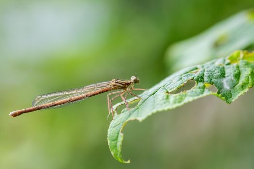 Female white-legged damselfly or blue featherleg (Platycnemis pennipes), Czech Republic, Europe wildlife