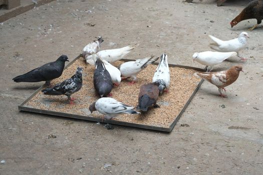 feeding pigeon birds on floor