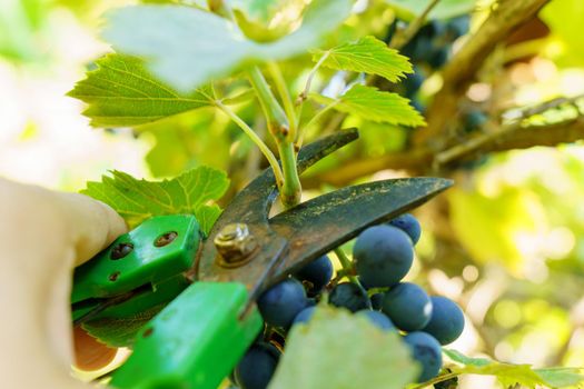 Pruning of vine bushes, gardener with garden shears pruning vineyard. Farm, hobby, agriculture concept. Selective focus