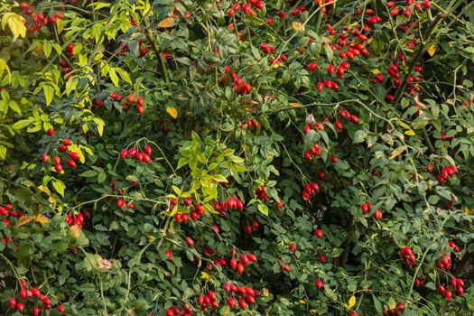 rosehip berries on a tree, evening time. Selective focus