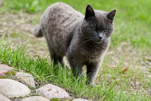 A gray cat walks on green grass on a summer day. Portrait of a fluffy gray cat for a walk
