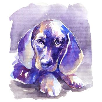 Watercolor illustration - portrait of dachshund dog, hand drawn sketch in vibrant colors on white background