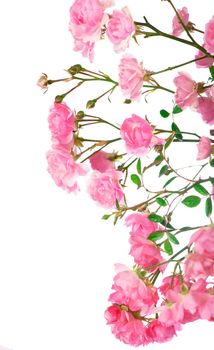 Beautiful Roses Bouquet Flowers Background