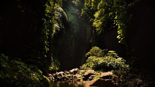 jungle landscape river in rainforest. rainforest with green, lush vegetation