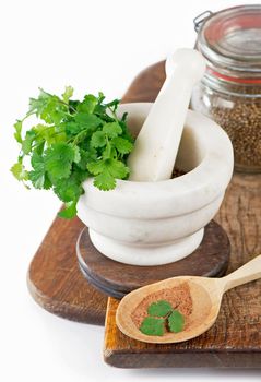 Coriander fresh greens cilantroisolated on the white