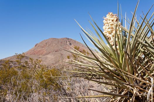 Flowering Torrey Yucca in Chihuahuan desert of Big Bend National Park, Texas, US