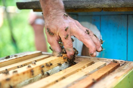 Honey bees on the hand of a senior beekeeper working in his apiary.